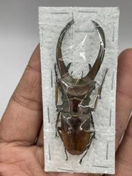Cyclommatus truncatus.屯卡達細身翅鍬形蟲67mm(A-)