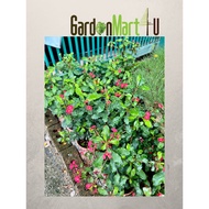 Thornless Euphorbia Geroldii Live Plant Pokok