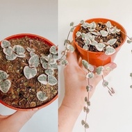 Terjangkau Tanaman Hias String Of Heart Variegata + Pot Putih