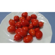 Pokok cedar bay cherry / cedar bay cherry / cherry