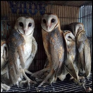 Burhan/Burung Hantu Barn Owl/Tyto Alba/Pembasmi Hama Tikus