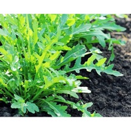 Arugula Runway Rocket Seeds (200 pcs)(FREE SHIPPING for Normal Mail)