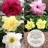 [Free Delivery]2 Pcs Rare Adenium Obesum Seed