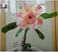 2*Desert Rose True Plant - Mixed Color Plants (Adenium obesum): Seeds:Package Contatins seeds