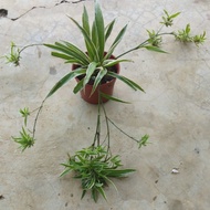 Spider plant ( pokok hiasan berjuntai)
