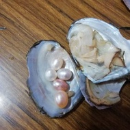 Real live oyster pearl 活珍珠