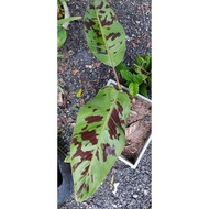 Pokok Pisang Batik Merah