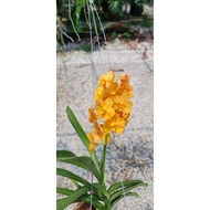 🌹Orkid Ascosenda Orchid Live Plant Pokok Hidup🌹