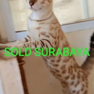 Kucing Bengal snow jantan.(SOLD SURABAYA)