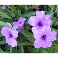 Ruellia Tuberosa (polybag)