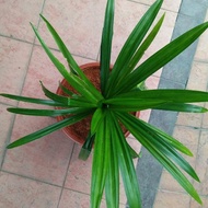 Pokok Pandan Wangi /Anak pokok pandan / dan daun pandan segar/  Pokok Hidup