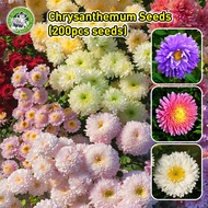 [ปลูกง่าย/COD] ของแท้ 100% เมล็ดเก๊กฮวย คละสี Mixed Chrysanthemum Seeds Flower Seed บอนสี เมล็ดพันธุ