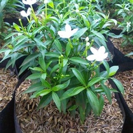 Tanaman hias paket 20 tanaman rembosa bunga putih