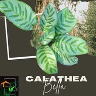 Calathea Bella Live Plants