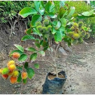 Bibit Rambutan Binjai Yang Sudah berbunga.PROMO
