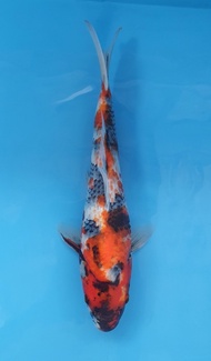 Ikan Koi Import Showa Isa (code 12)