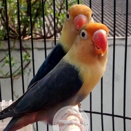 Burung Lovebird | Lakbet Pb | Pb Blue Sepasang Paud -Gratisongkir