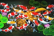 POSTER GAMBAR IKAN KOI 3D XTRA JUMBO UKURAN 100X70CM 150X100CM 200X100CM Hiasan Dinding Lukisan Ikan