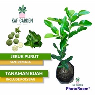 mg bibit jeruk purut tanaman jeruk purut daun jeruk purut