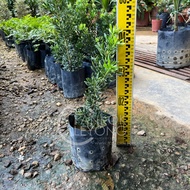 TKL - Outdoor Podocarpus Costalis/Podocarpus Twister/Japan/Podocarpus Red Bud FengShui Plant 金钻/旋叶罗汉松/日本罗汉松/红芽罗汉松