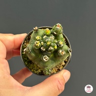 รวมยิมโน Gymnocalycium Mix แคคตัส กระบองเพชร cactus&amp;succulent