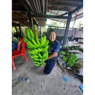 1KG PATI BAJA SUBUR NPK 17:17:17:3Mg+TE+Algae || Baja Viral || Baja Sayur || Baja booster ||