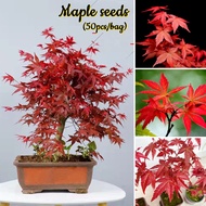 Ready 50pcs American Red Maple Seeds 枫树种子 Four Seasons Bonsai Red Maple Tree Seeds Autumn Flames Indoor Potted Japanese Red Maple Plants Flower Seeds for Gardening Garden Flower Decoration Outdoor Air Plants Live Plant Easy To Grow In Singapore