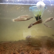 channa asiatica ws pure 6-7cm