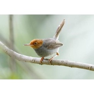 Burung Prenjak kepala merah sudah makan pur total kusus dalam kota