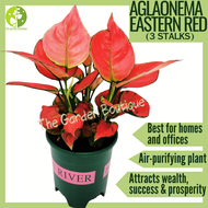 [LOCAL SELLER - Live Plant] Aglaonema Eastern Red 3 Stalks Houseplant Lucky Plant Fresh Indoor Plant