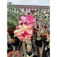 ADENIUM THAILAND KAHWIN泰国嫁接富贵花