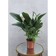 Peace Lily In Pot (3/4pcs) Indoor Plant (Bushy plant)