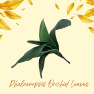 Plant Orchid Leaves, artificial, flower arrangement, home decor, events Afoil060