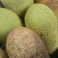 BUAH NANGKA MATANG 1BUAH UTUH