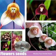 LOCAL READY STOCK 30Pcs/Bag Cute Monkey-faced Flower Plants Seeds Bonsai Plant Seeds Garden Yard Decor Special Flower Seeds Malaysia Biji Benih Pokok Bunga Flower Plant Orchid Air Plants Live Pokok Bunga Hidup