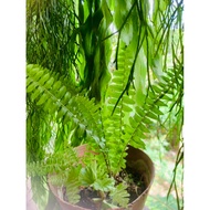 Nephrolepis cordifolia/Rare Fern