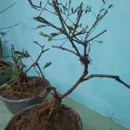 bahan bonsai pohon putri malu