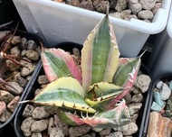 暴牙 嚴龍 龍舌蘭 - Agave Titanota Snaggle Tooth