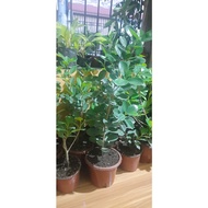 Ficus nana (money plant)