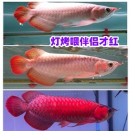 Red Dragon Fish Increasing Red JINLONGYU Increasing Gold Classical Arowana Increasing Blue Food Feed Companion 36 Bottles/Portion