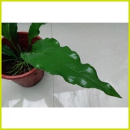❉ ⚕ ▱ ╳ Anthurium plowmanii ( Wave of Love Anthurium Plant )