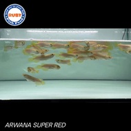 ARWANA SUPER RED / BABY SUPER RED / ARWANA SUPER RED SIZE KECIL