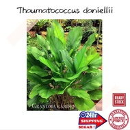 (GG real plant) Thaumatococcus daniellii  pokok hidup hiasan rumah live indoor outdoor plant daun pi