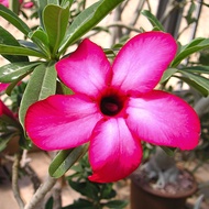 5 pcs | Special Arabicum Adenium Seed