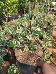 FICUS TRIANGULARIS VARIEGATED