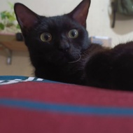 kucing black mix bengal/bsh