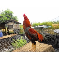 Telur berbenih Ayam Sabung Hujung