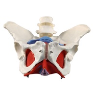 New 2-Section Lumbar Belt Female Pelvic Floor Muscle Model Detachable Pelvic Model Hip Bone Human Sk