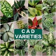 ☑Calathea, Aglaonema and Dumbcane Varieties Air Purifier Plants