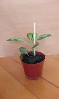 Episcia cupreata (喜蔭花)